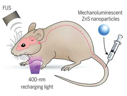 mouse sono optogenetics